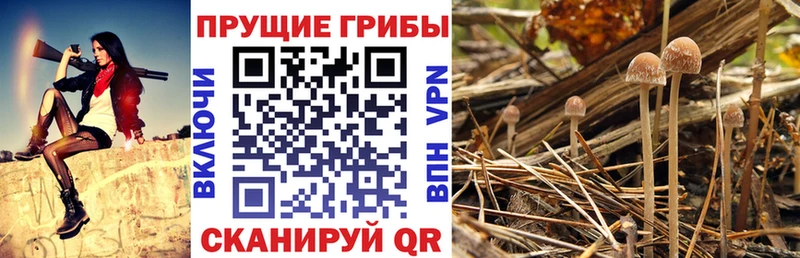 Псилоцибиновые грибы Psilocybine cubensis  купить наркотик  Котовск 